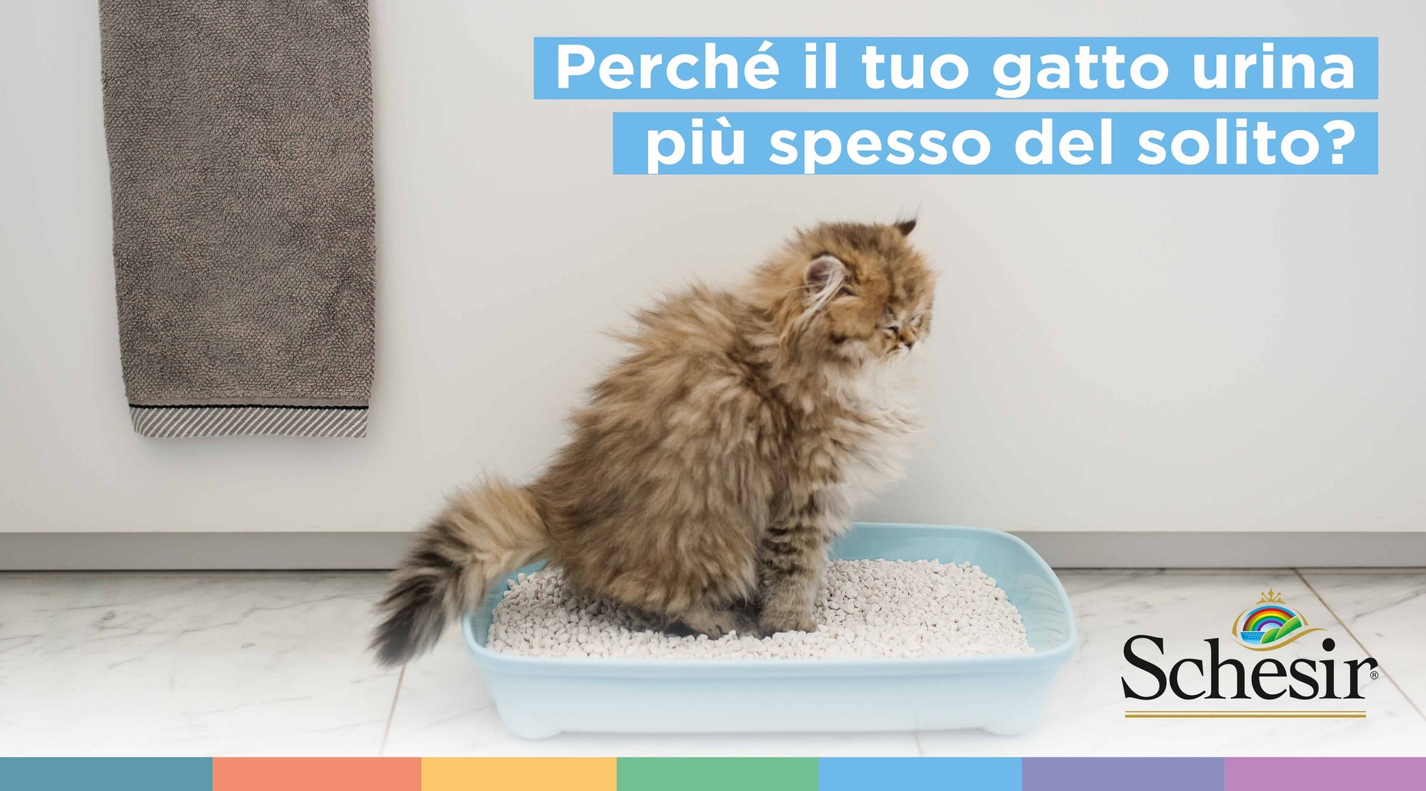 Perché il gatto urina spesso e poco? | Schesir