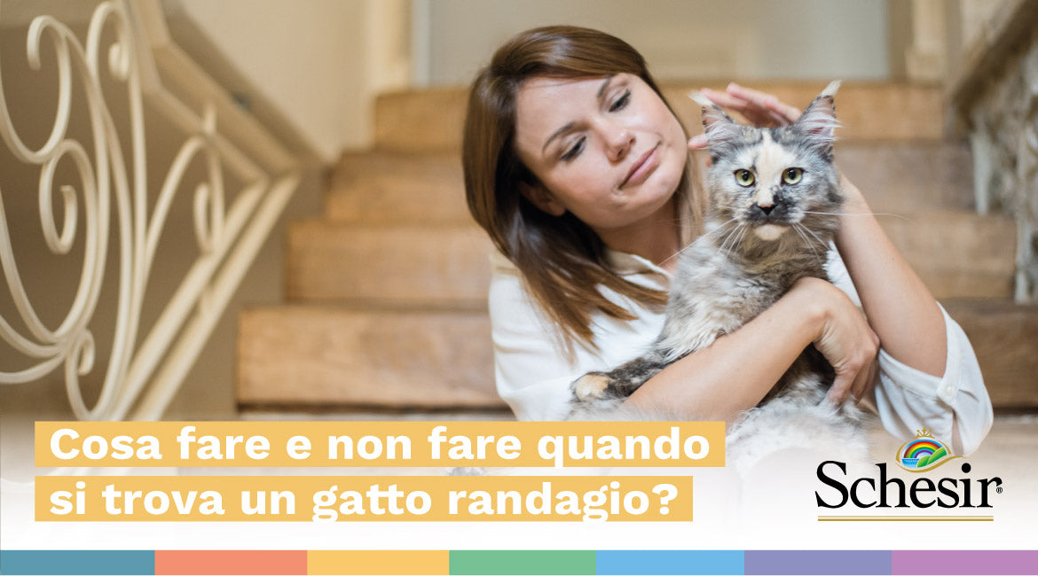 Cosa fare e non fare quando si trova un gatto randagio?