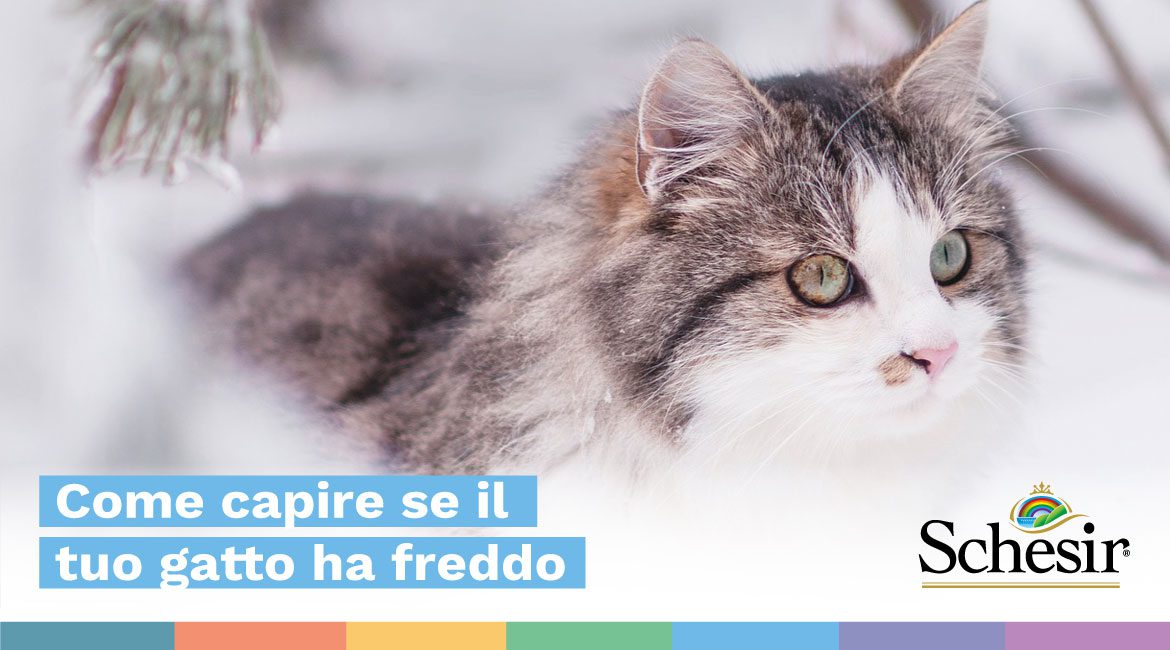 I gatti soffrono a stare sempre in casa?