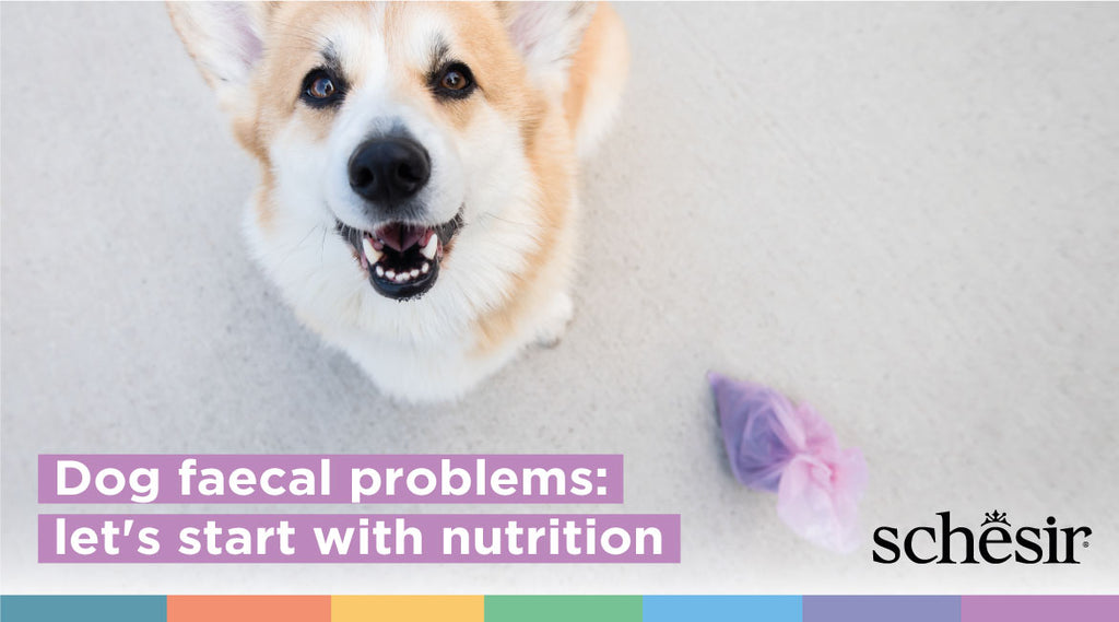 Dog faecal problems: let's start with nutrition