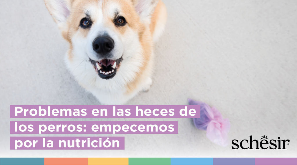 Problemas en las heces de los perros: empecemos por la nutrición