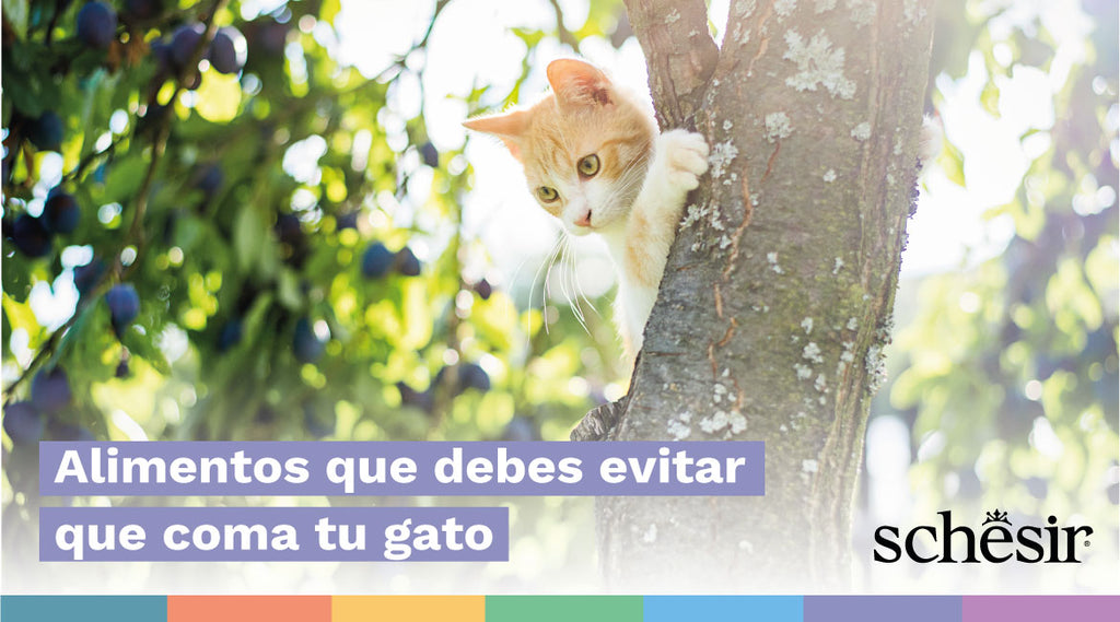 Alimentos que debes EVITAR que coma tu gato