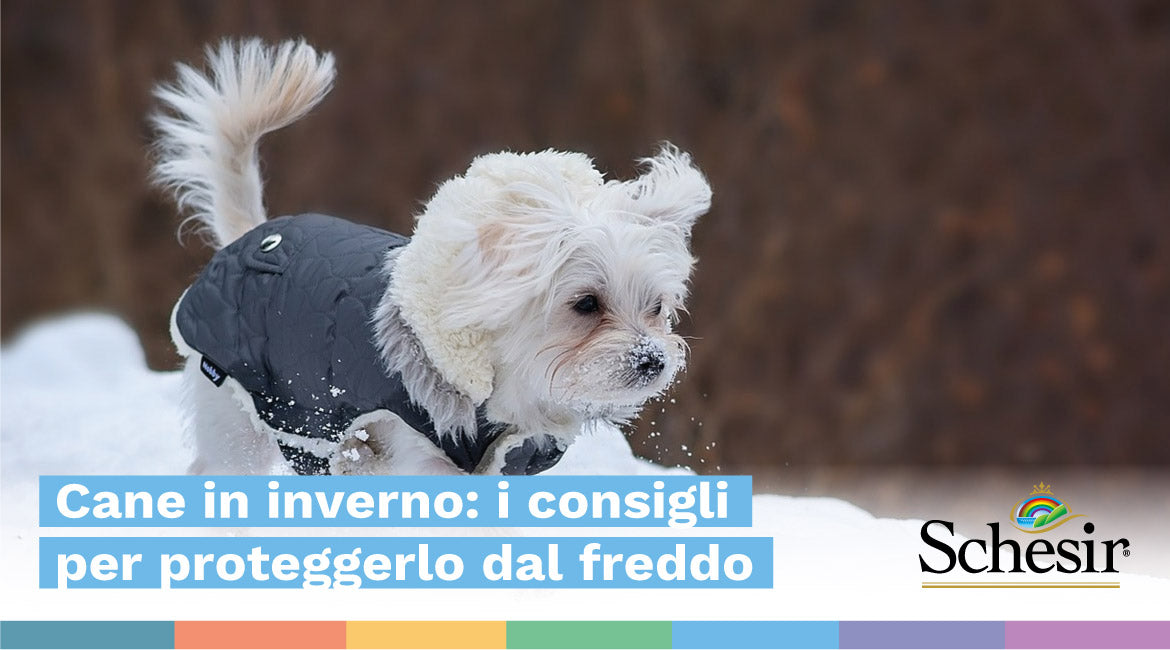 Cani e invernocome proteggerli al meglio?