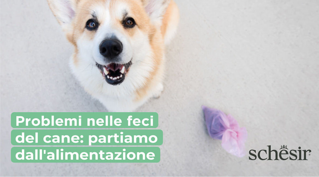 Problemi nelle feci del cane: partiamo dall'alimentazione