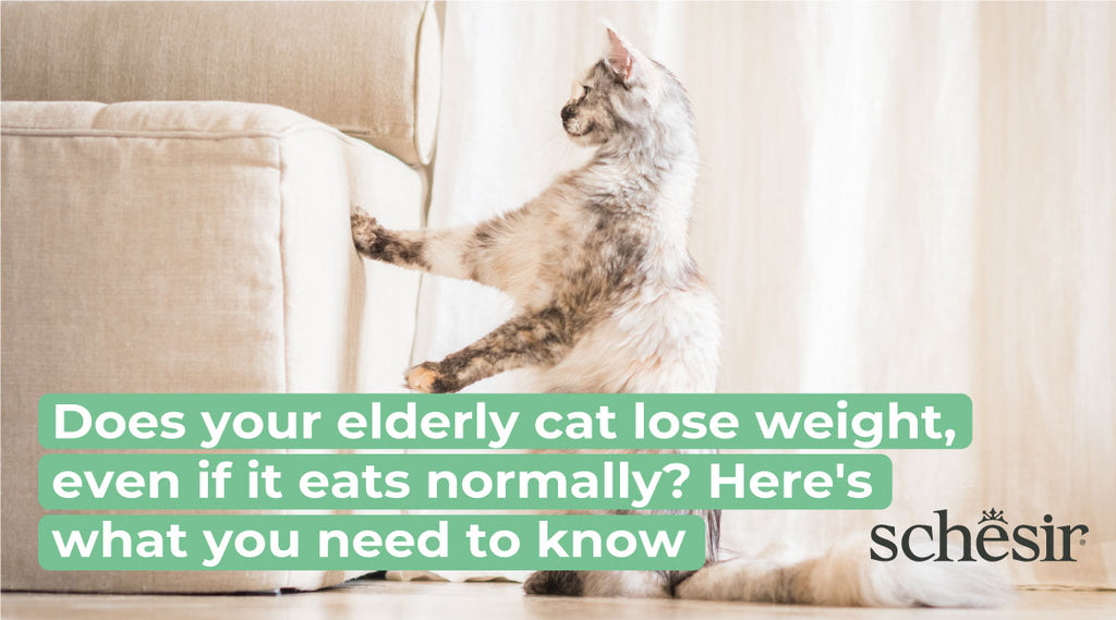 Does your elderly cat lose weight, even if it eats normally? Here's what you need to know